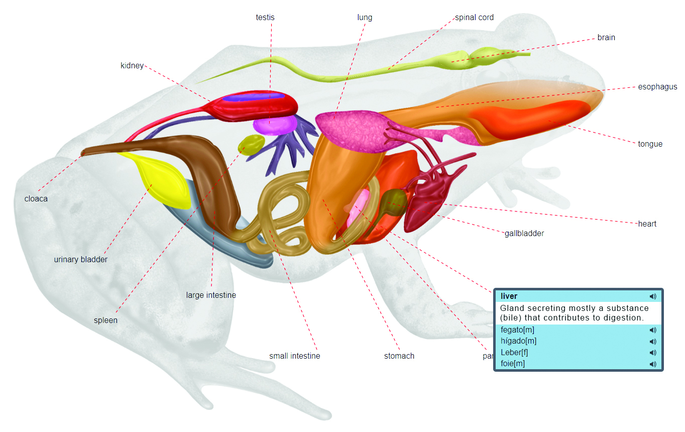 Illustrations with terms in English, Spanish, French, Italian & German